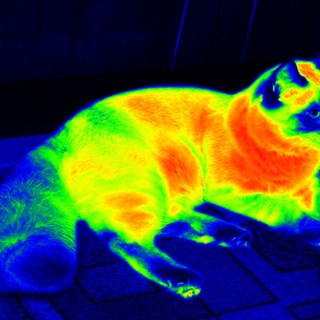 cat IR.jpg